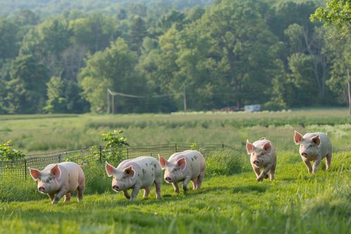 家禽家畜猪养殖业 生产实践与图片解析