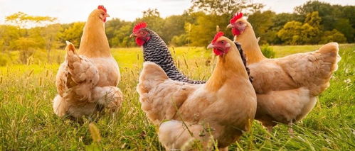 科学补充营养，提升产蛋效益——论欧多补在解决母鸡产蛋量低问题中的应用