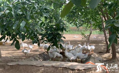 皮山好产品 家禽饲养业的崛起与多方关注