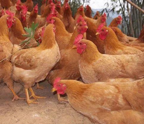 重庆市巴南区优选滞销家禽产品推荐 好品质，等您来