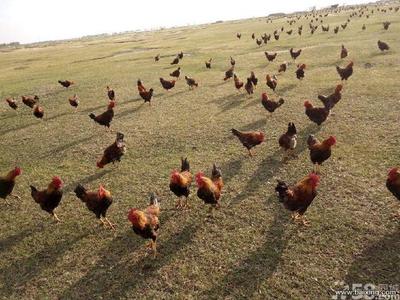 草原红公鸡 北京农林牧副渔中的特色家禽饲养选择