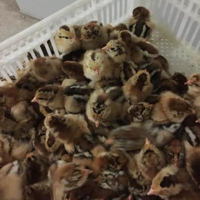 九斤红鸡苗 量大价优，抗病力强，家禽饲养的理想选择