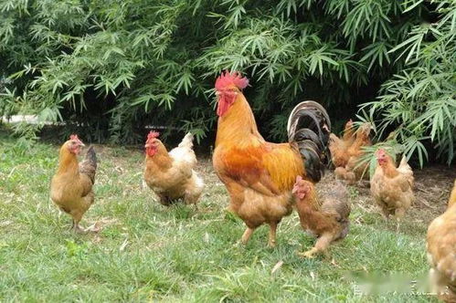 农村养殖好选择 适合家禽饲养的5个优质品种