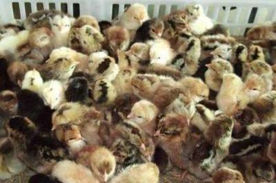 四川亿鑫和家禽育种有限责任公司产品展示 优质家禽育种