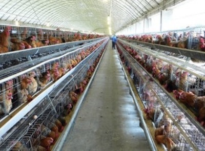 家禽配送与销售 核心要素与实践指南