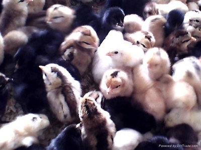 山西绿壳鸡苗与榆社笨鸡苗 优质家禽资源助力农产品贸易