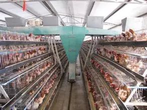 全球家禽业发展趋势、挑战与技术对策