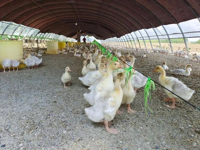 最猛家禽为啥飞不出东北人的铁锅？让从非洲返乡创业的“大鹅姐”告诉你