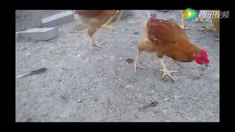 陈勇家禽生态养殖合作社 科学饲养与可持续发展之路