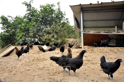 100只鸡放到荒野中，三年后变化惊人——包山头养殖模式揭秘