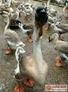 春和家禽大型养殖基地 多元化家禽饲养与便捷送货服务