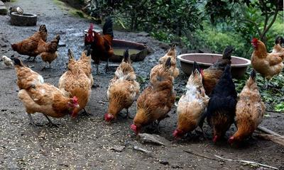 家禽饲养管理日程表 科学养鸡，高效增收