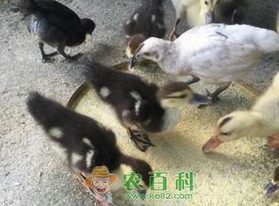 番鸭养殖全攻略 市场价格、饲养技术与成本利润分析