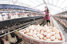 江苏家禽业全面复苏，高效饲养引领产业新篇章